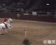 好厉害的马，这一跳，创造了世界纪录。